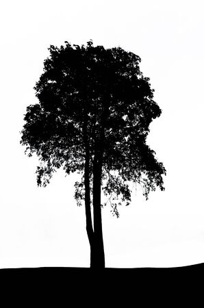 The tree silhouette isolated on white background の写真素材