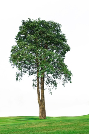 Large trees on the lawn  The background is white の写真素材