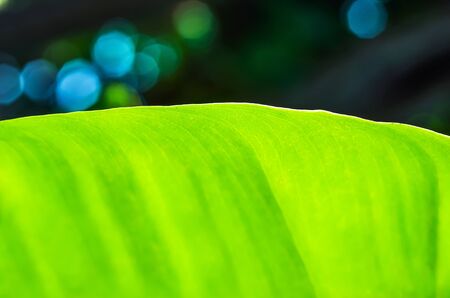 Natural green bokeh abstract light for backgroundの写真素材