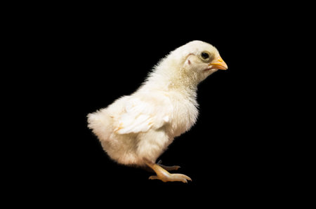 The baby chick on a black background.