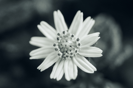 closeup on top of small flowers.White & Black.の写真素材