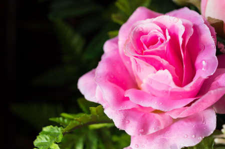 The artificial pink rose for the background.の写真素材