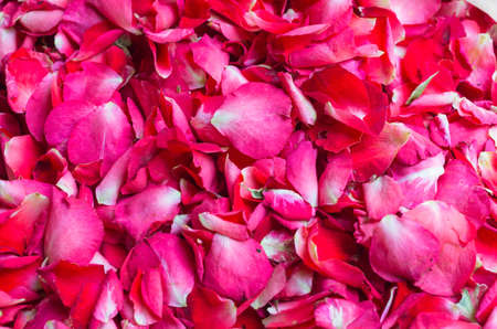 Petals of a red rose. For the background.の写真素材