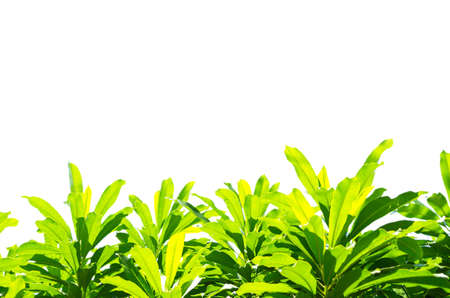 Green leaves isolated on a white background.の写真素材