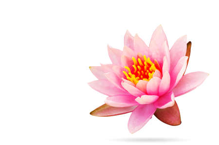 Tropical Pink lotus isolated on white backgroundの写真素材