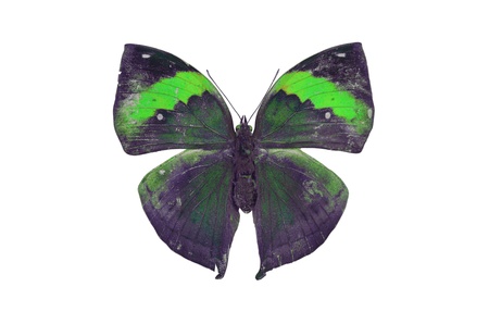 Green Butterfly. Isolated on white background. with clipping path.の写真素材