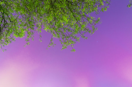 Backdrop of trees at night. A beautiful blue sky.