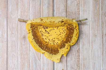 Yellow beautiful honeycomb with honey, backgroundの写真素材