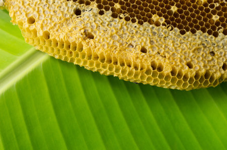 Yellow beautiful honeycomb with honey, background