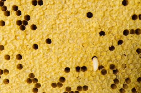Yellow beautiful honeycomb with honey, backgroundの写真素材