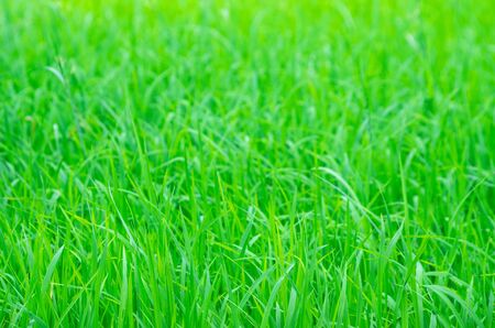 Green field with beautiful background texture.の写真素材