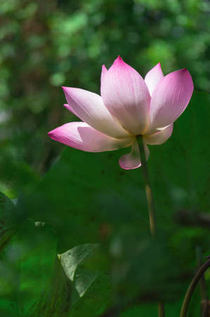 Beautiful lotus bloom  In the large lake の写真素材