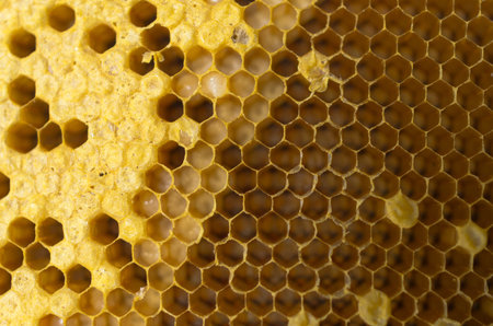 Yellow beautiful honeycomb with honey, background