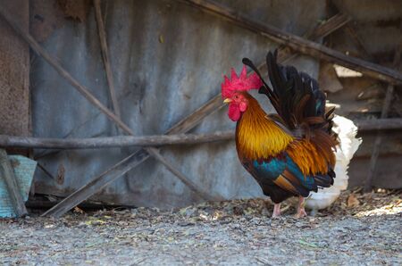 Bantam male with beautiful feathers. Is a beautiful animal.の写真素材