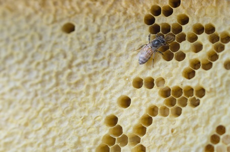 yellow beautiful honeycomb with honey, backgroundの写真素材