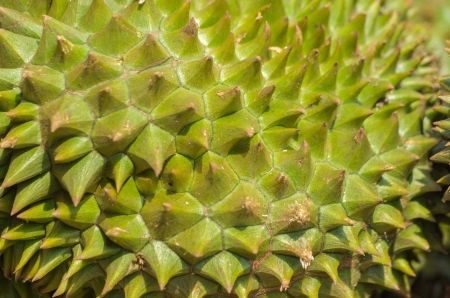 Durian King of Fruit, Fruit in Thailand Characteristics of the scents are intense の写真素材