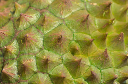 Durian King of Fruit, Fruit in Thailand Characteristics of the scents are intense 