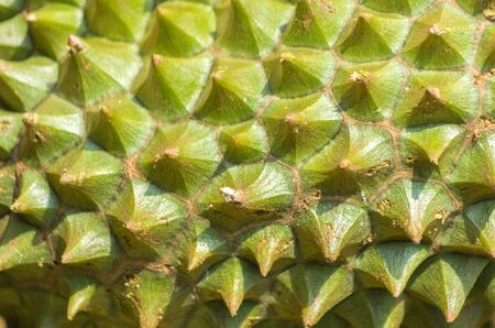 Durian King of Fruit, Fruit in Thailand Characteristics of the scents are intense.の写真素材