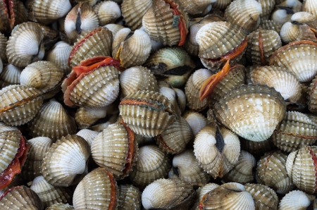 A background of fresh cockles for sale at a marketの写真素材
