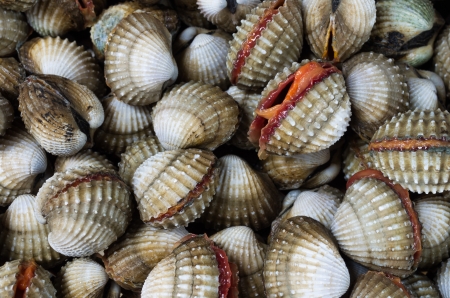 A background of fresh cockles for sale at a marketの写真素材