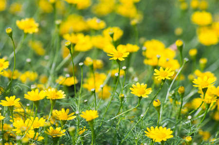 Small yellow daisy flowers are held well.の写真素材