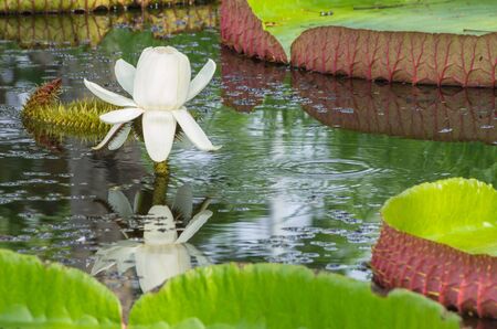 Blossom lotus flower in Thailand pond, focus on flowerの写真素材