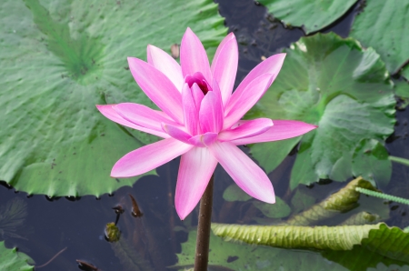 Blossom lotus flower in Thailand pond, focus on flowerの写真素材