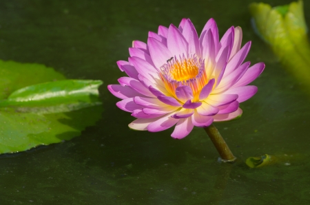 Blossom lotus flower in Thailand pond, focus on flowerの写真素材
