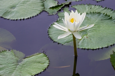Blossom lotus flower in Thailand pond, focus on flowerの写真素材