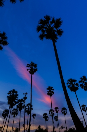 Landscape silhouette sugar palm tree on rice fields in the evening.の写真素材