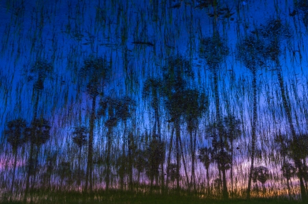 Landscape silhouette sugar palm tree on rice fields in the evening.の写真素材