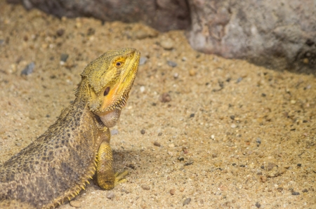 Pogona vitticeps, bearded dragon. Also known as Pogona lizards. It can squirting blood from back of it eyes to scare predator.の写真素材