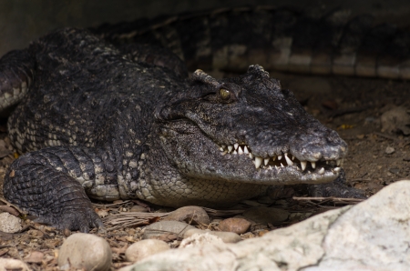 Closeup alligator on the floor with scary eyes.の写真素材