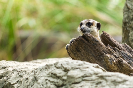 Meerkat is lying flat on the ground. His eyes staring at cute.の写真素材