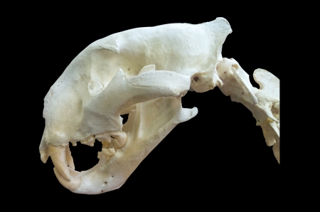 Tiger skull Isolated on black background, with clipping path included.
の写真素材