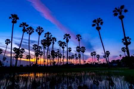 Landscape silhouette sugar palm tree on rice fields in the evening の写真素材
