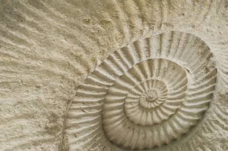 Closeup of ammonite prehistoric fossil on the surface of the stone の写真素材