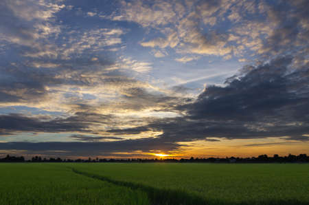 Sunset over the rice fields  Beautiful sky の写真素材