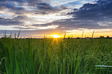 Sunset over the rice fields  Beautiful sky の写真素材