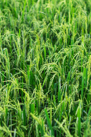 Rice in the fields  For background and texture の写真素材