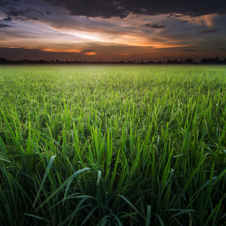 Field paddy under sunset  Beautiful background of nature の写真素材