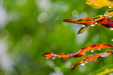 Fresh morning dew on a leaf spring natural background - close up with shallow DOF.の写真素材