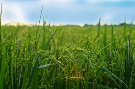 Paddy rice field under blue sky. Beauty nature backgroundの写真素材