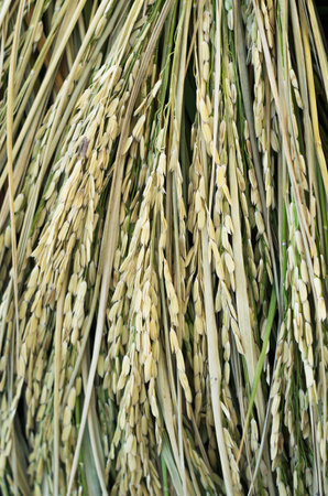 Grain is not activated at the picture. No meat inside.