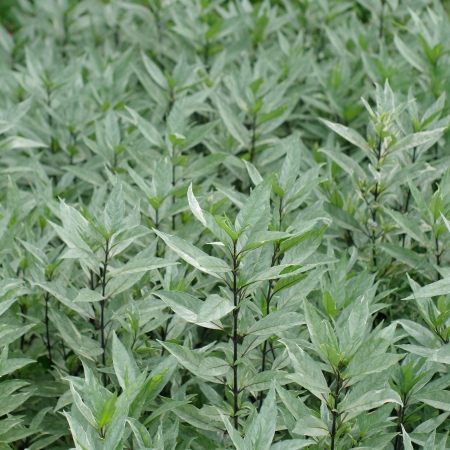 Type the beautiful foliage in the garden.の写真素材