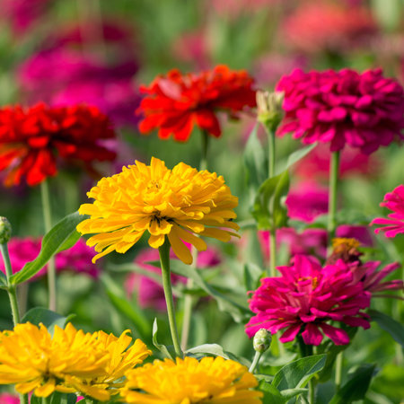 Colorful chrysanthemums growing in the gardenの写真素材