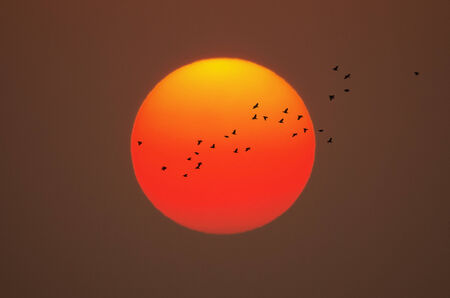 Beautiful sunset the flock of birds flying cross sun.の写真素材