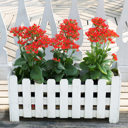 Kalanchoe is a potted ornamental The plant is easily grown Grown both indoors and outdoors.の写真素材