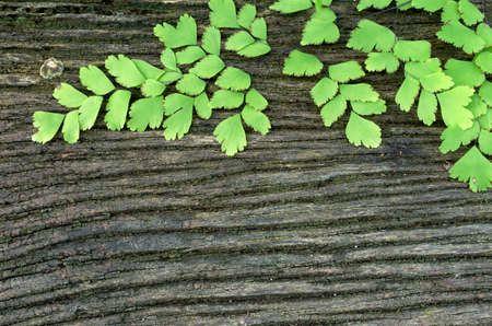 Close up texture of old wooden planks, Stained with moss leaves fern.の写真素材