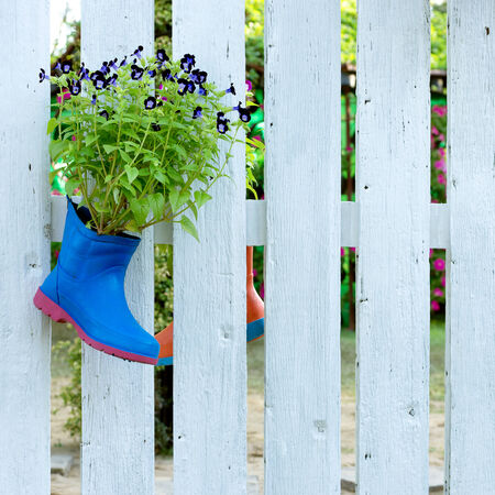 Wishbone flower or Torenia in shoes hanging on the wall white wooden spokes.の写真素材